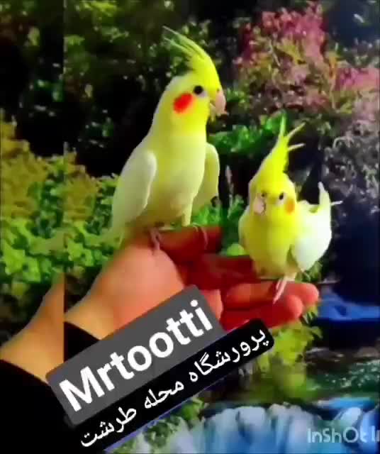 عروس هلندی پرورشگاه تخصصی سخنگو رقاص مولد تضمینی|پرنده|تهران, استاد معین|دیوار