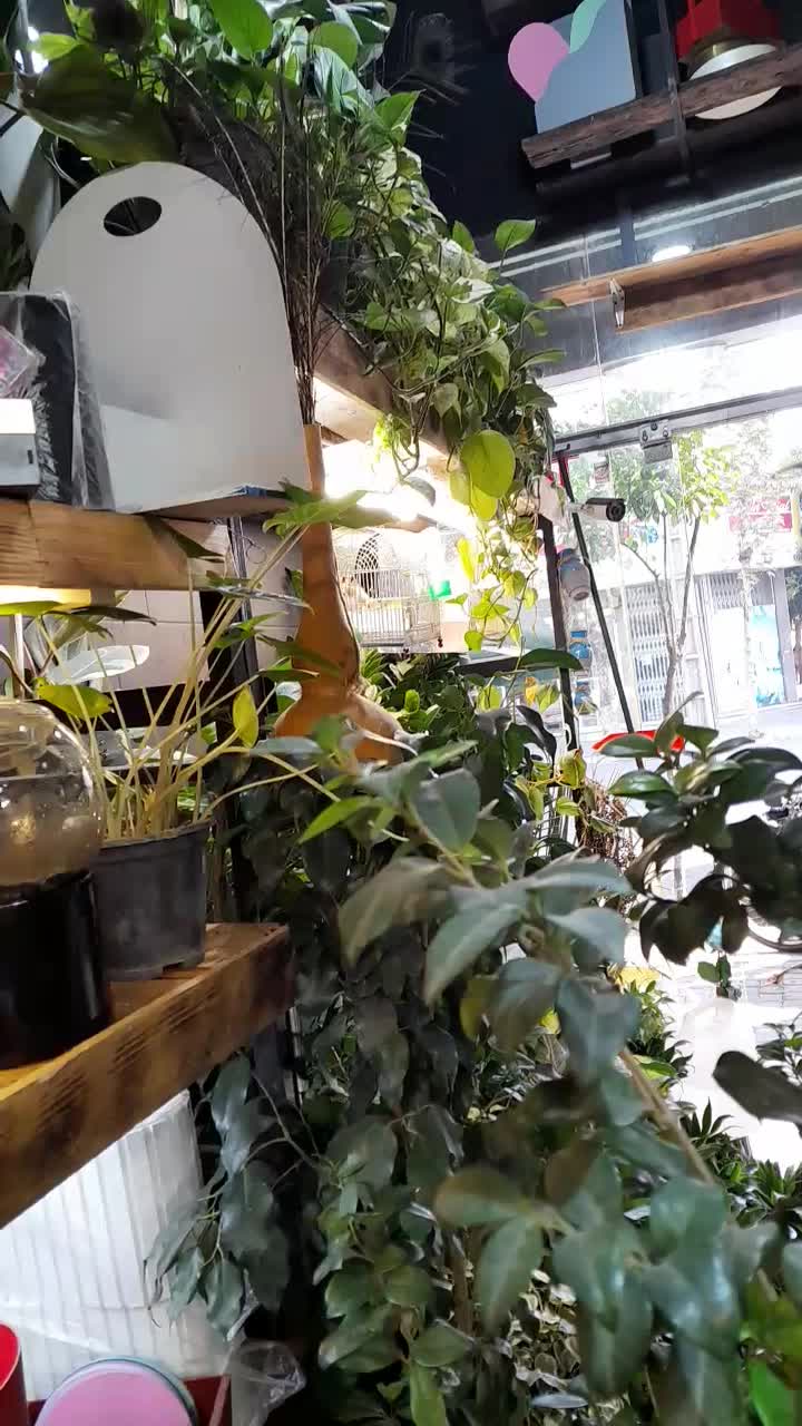 سهره رسمی دهن دار|پرنده|گرگان, |دیوار