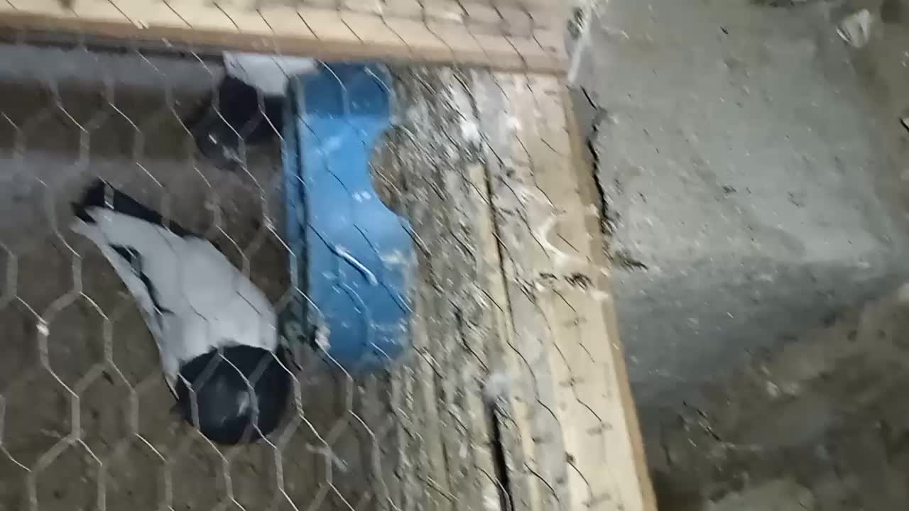 جفت بچ سینه ای|پرنده|شوشتر, |دیوار