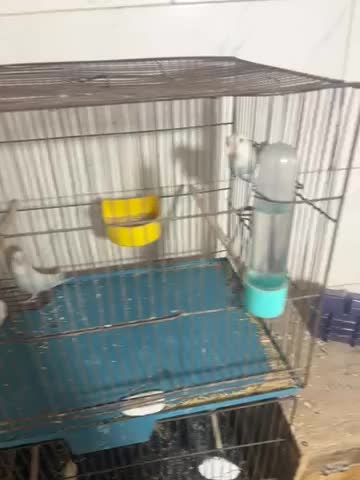 طوطی برزیلی|پرنده|بندرعباس, |دیوار