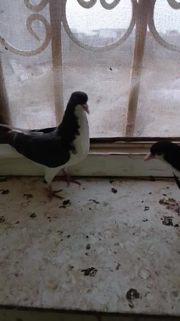 رنگی|پرنده|بوئین زهرا, |دیوار