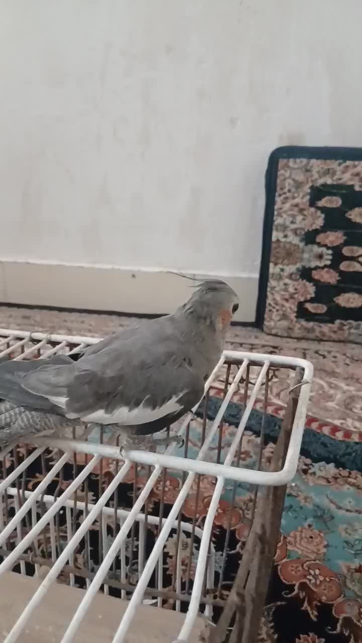 عروس هلندی|پرنده|مسجد سلیمان, |دیوار