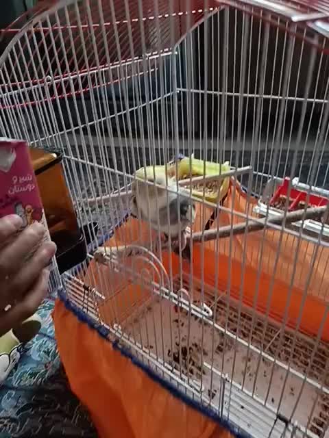 عروس هلندی سخن گو و نر و ماده تخم هم گذاشتن|پرنده|دشتابی, |دیوار