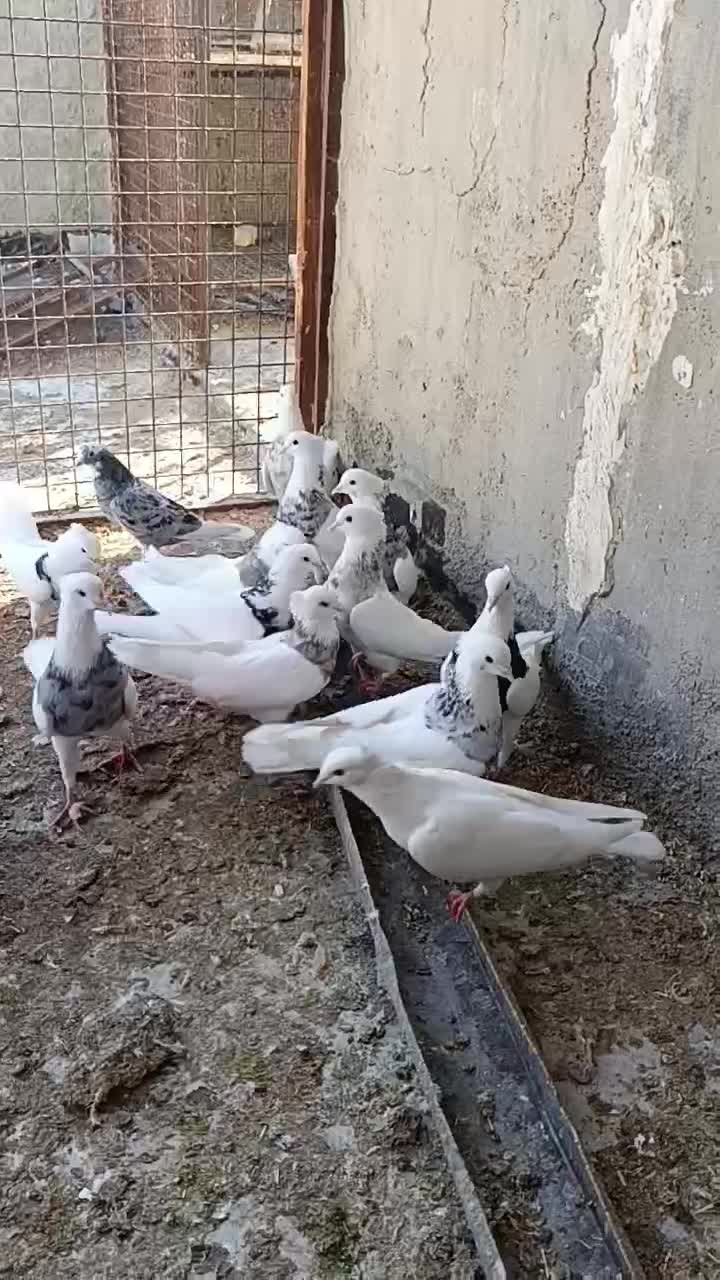 22 تا طوقی الماسی زرین سرکه ای کارتونی|پرنده|بندر ماهشهر, |دیوار