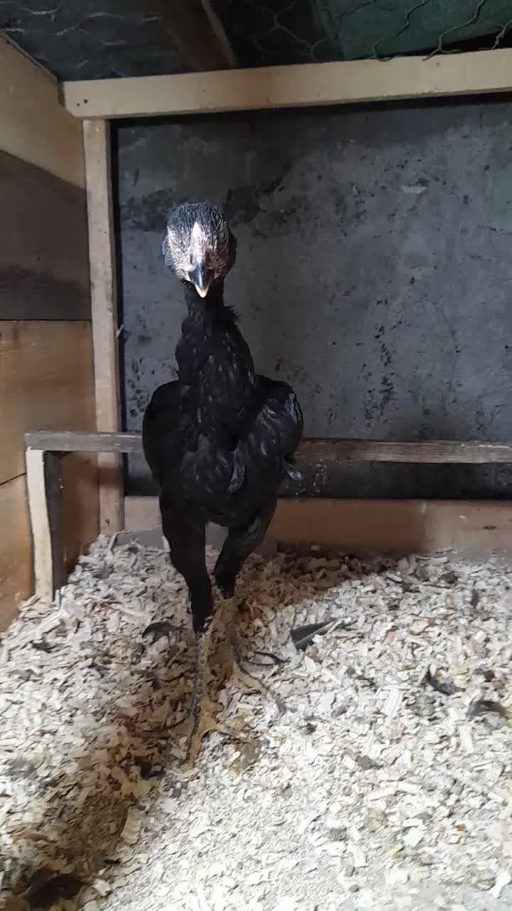 دو عدد مرغ لاری ۵ ماه نسل دار آینده دار|حیوانات مزرعه|رودسر, |دیوار