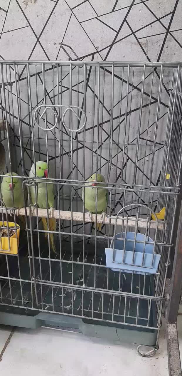 ملنگو مولد|پرنده|اصفهان, مولوی|دیوار