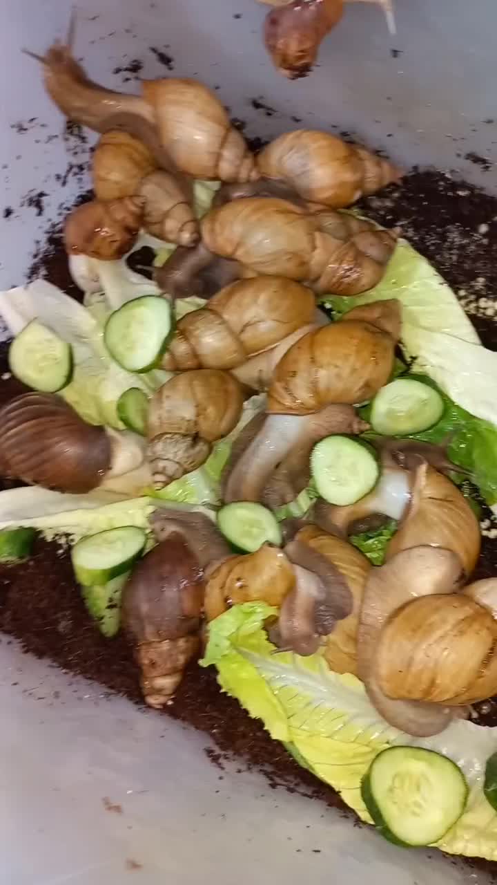 حلزون بالغ|خزنده|دزفول, |دیوار