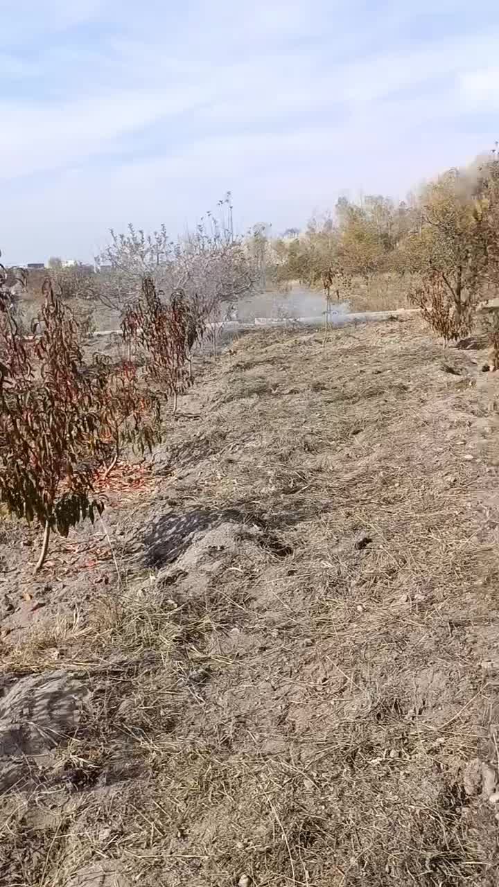 باغ شلیل سه ساله|فروش دفتر صنعتی، کشاورزی، تجاری|مشگین شهر, |دیوار