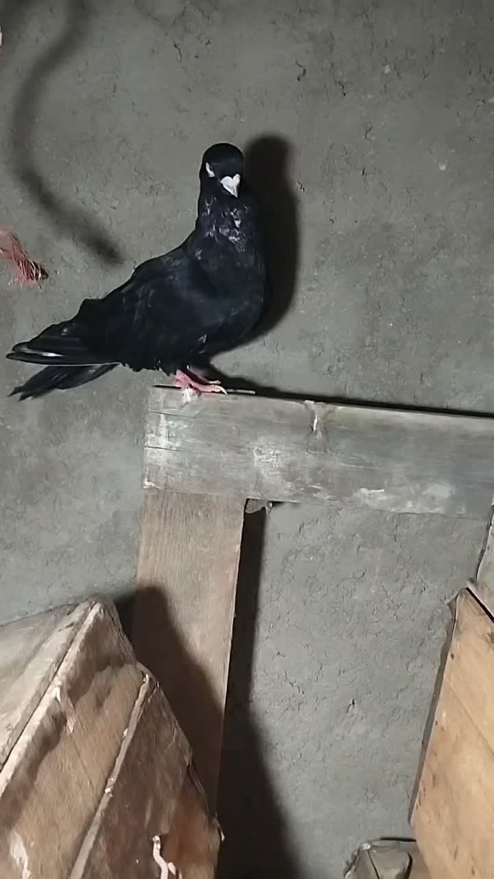 جفت صرب|پرنده|شادگان, |دیوار