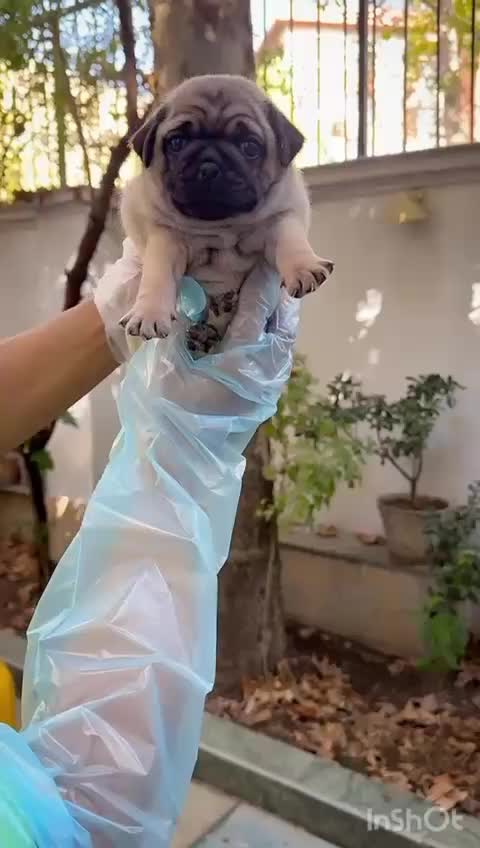 توله های گرد و قلمبه پاگ|سگ|تهران, درکه|دیوار