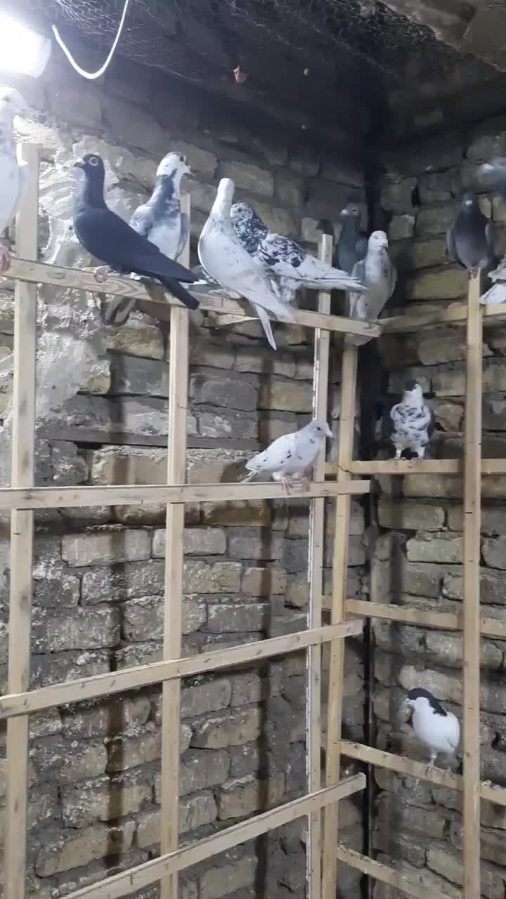 کبوتر پرنده|پرنده|قزوین, |دیوار