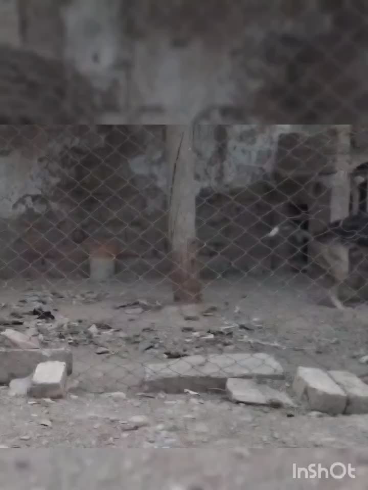 سگبراینگهبانی|سگ|دشتابی, |دیوار