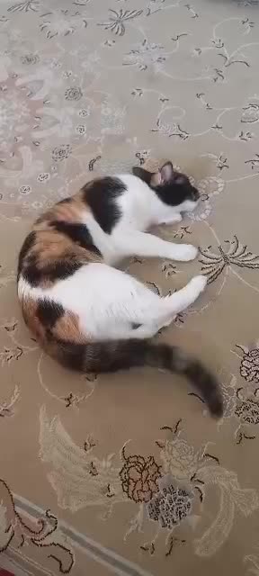 گربه گمشده|حیوانات|کرج, خرمدشت|دیوار