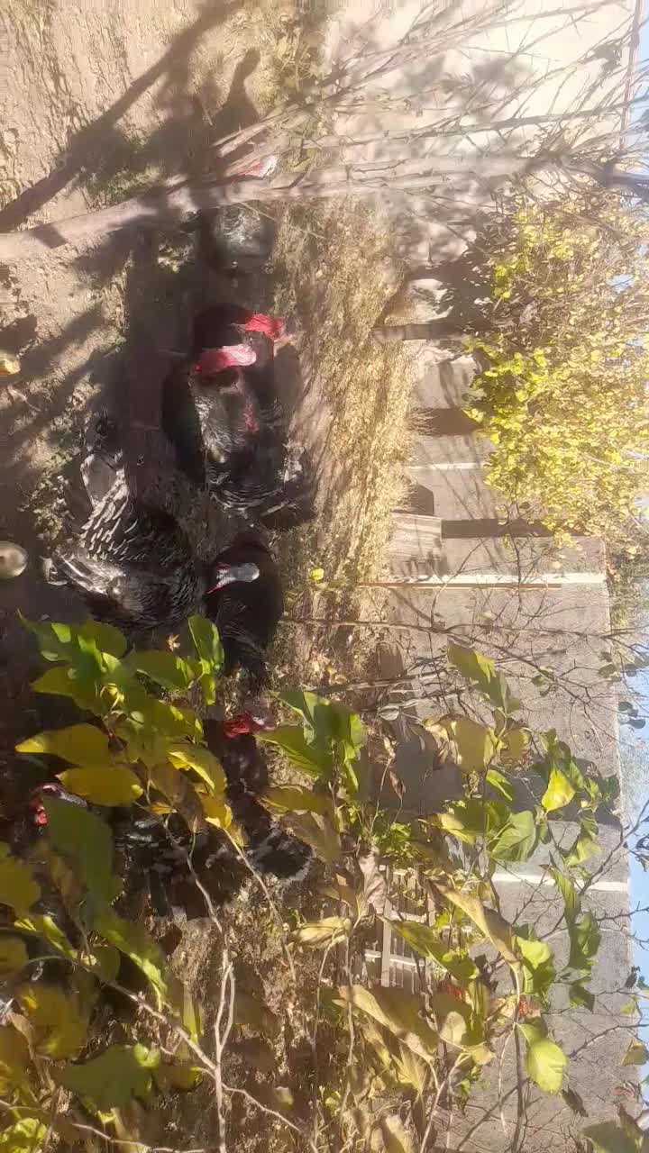 فردش بوقلمون|حیوانات مزرعه|رزن, |دیوار