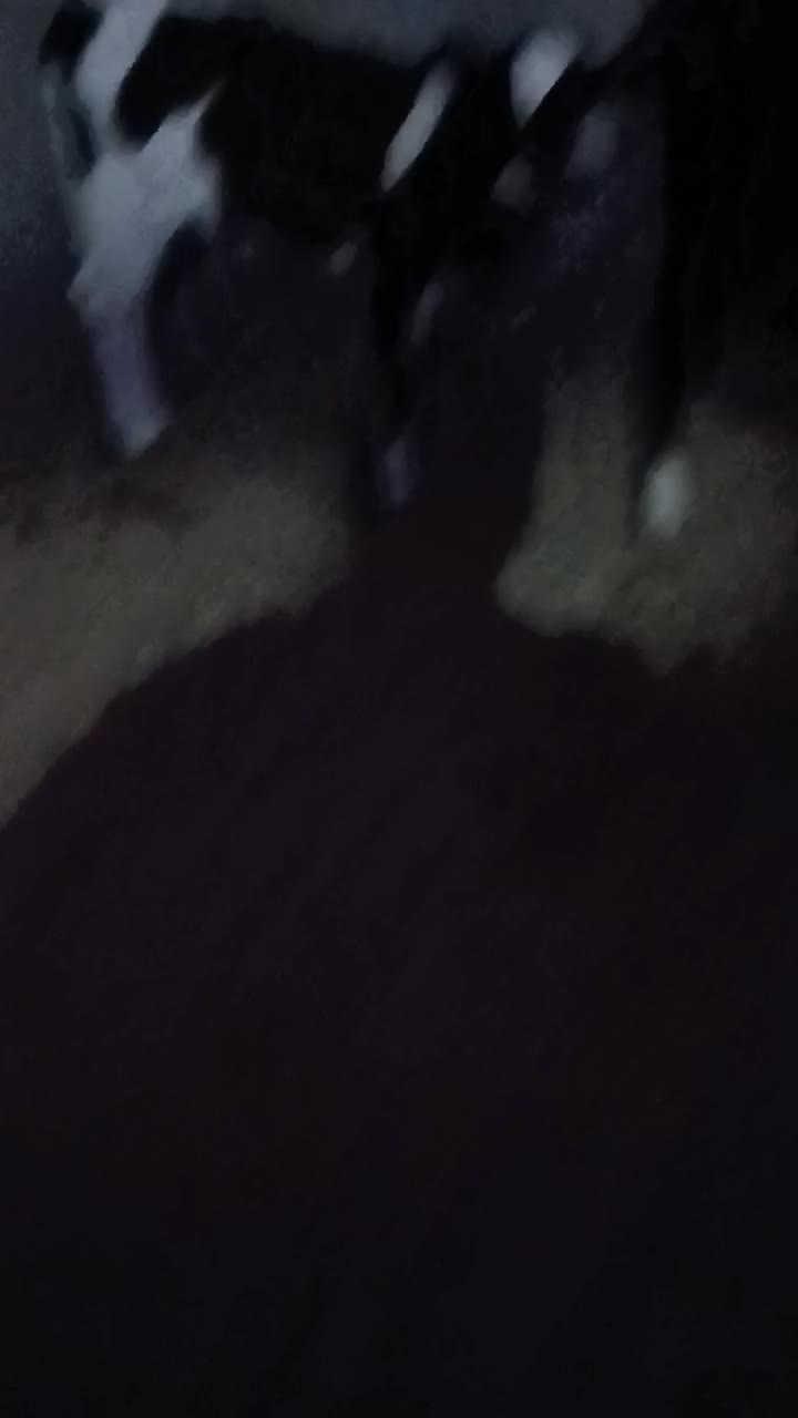 گاو و گوساله|حیوانات مزرعه|ساوه, |دیوار