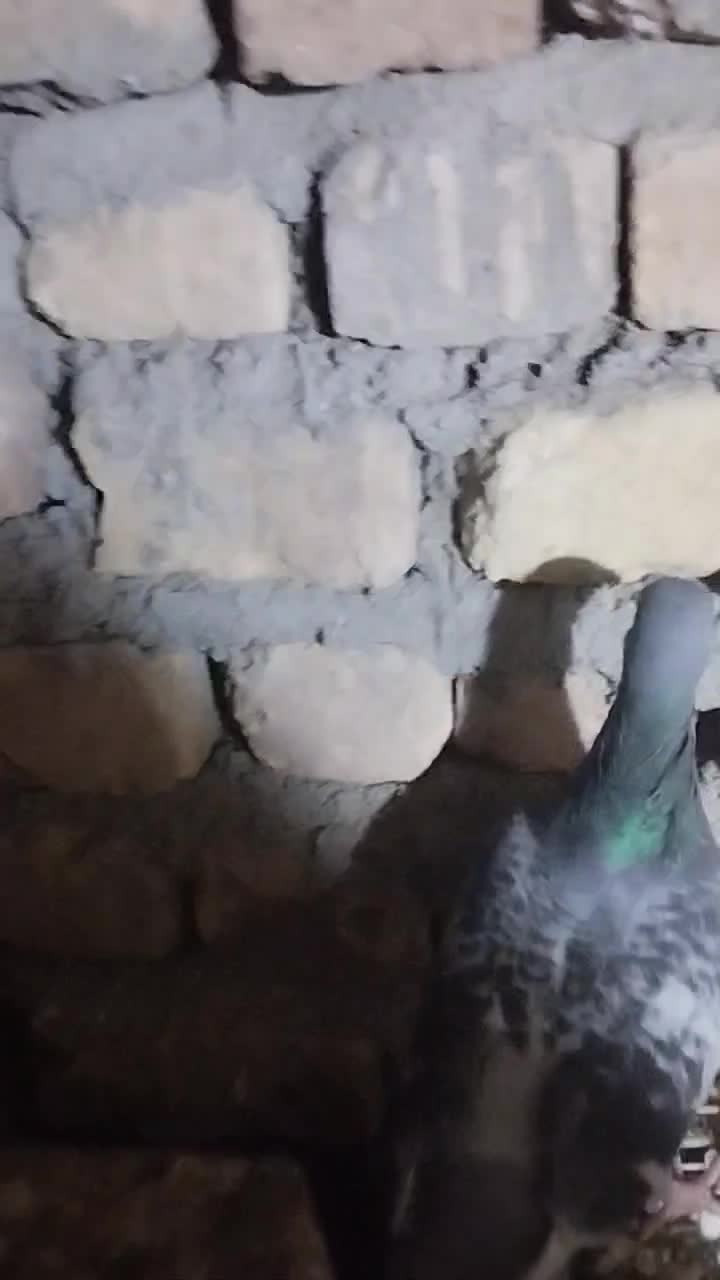 کفتر|پرنده|گناباد, |دیوار