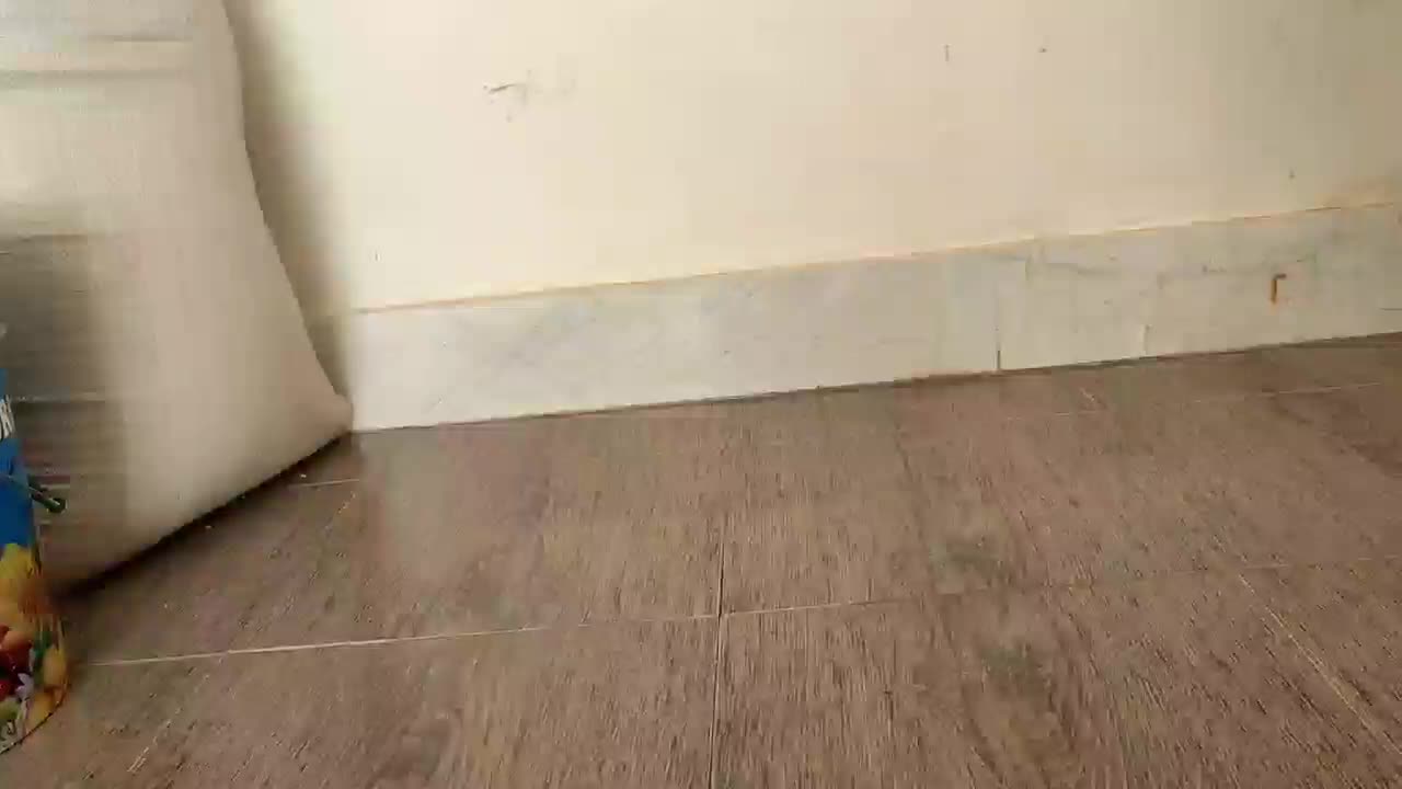 طوق الماسی نر|پرنده|کرمانشاه, |دیوار