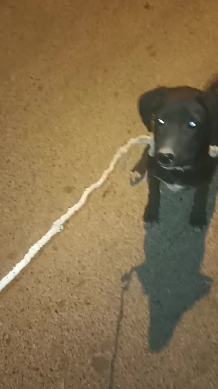 توله سرابی|سگ|یزد, |دیوار