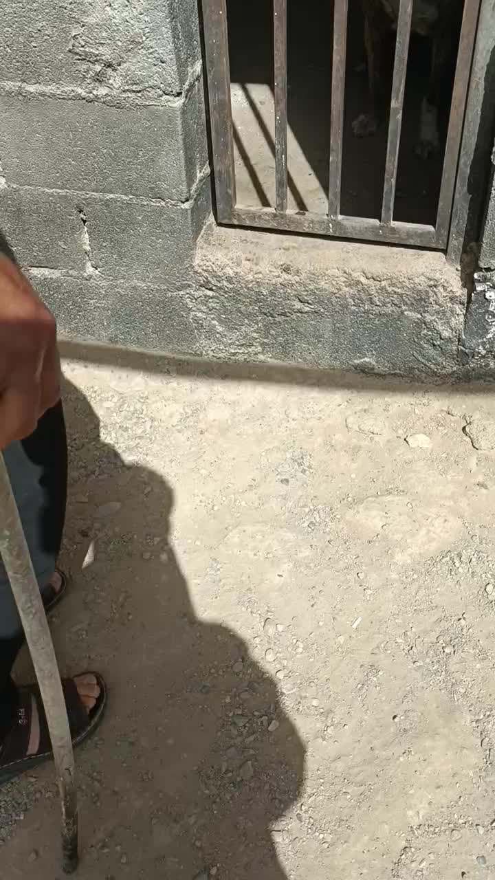 واگذاری ماده|سگ|یزد, |دیوار