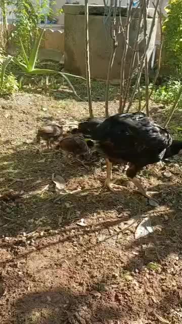 خروس ومرغوجوجه|حیوانات مزرعه|لاهیجان, کاروانسرابر|دیوار