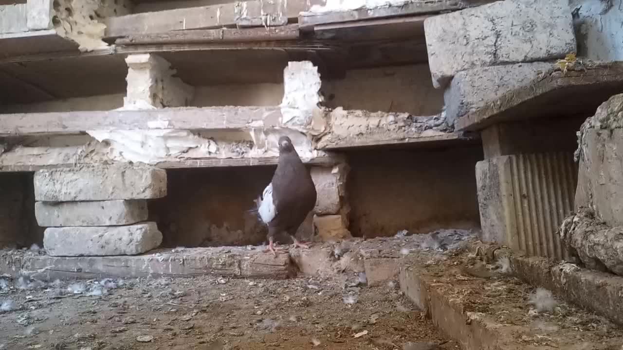 سینه ایی|پرنده|مسجد سلیمان, |دیوار