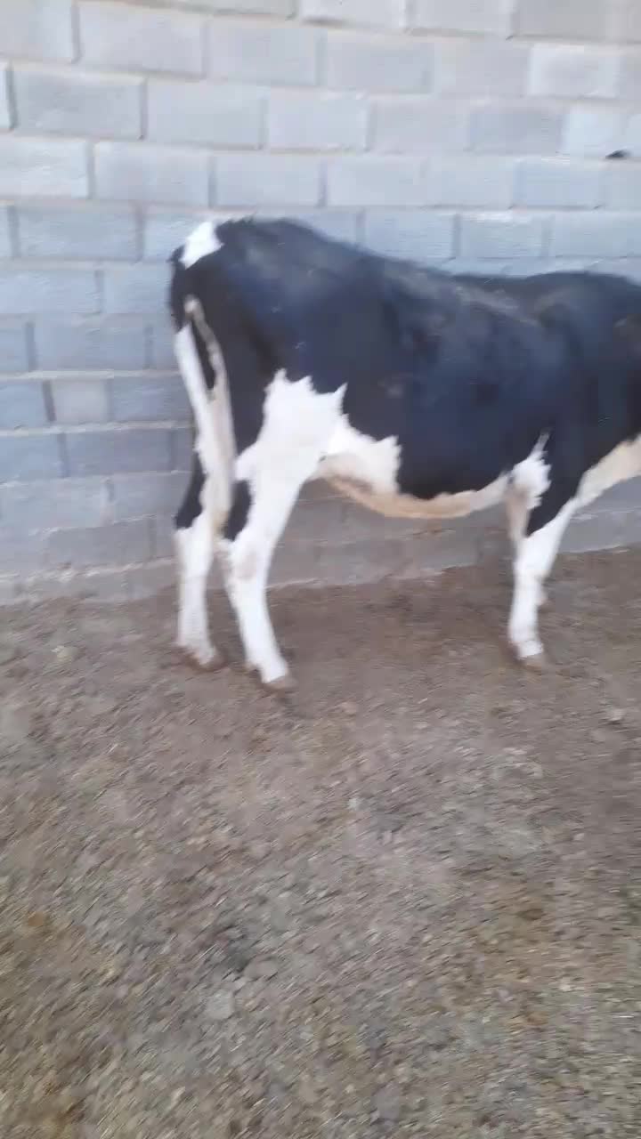 یه راس گاو شکم دوم، ۶ماه ابستن،شیر ۱۵ تا۱۹کیلو|حیوانات مزرعه|نوبران, |دیوار