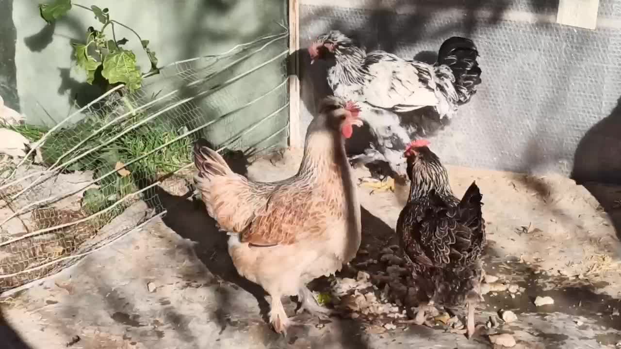 مرغ تخم گذار|حیوانات مزرعه|مشهد, ویلاشهر|دیوار