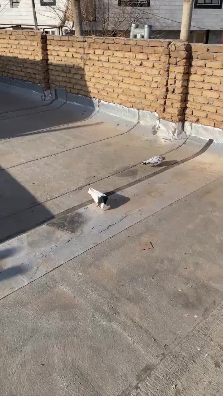 پرشی جلاد|پرنده|قزوین, |دیوار