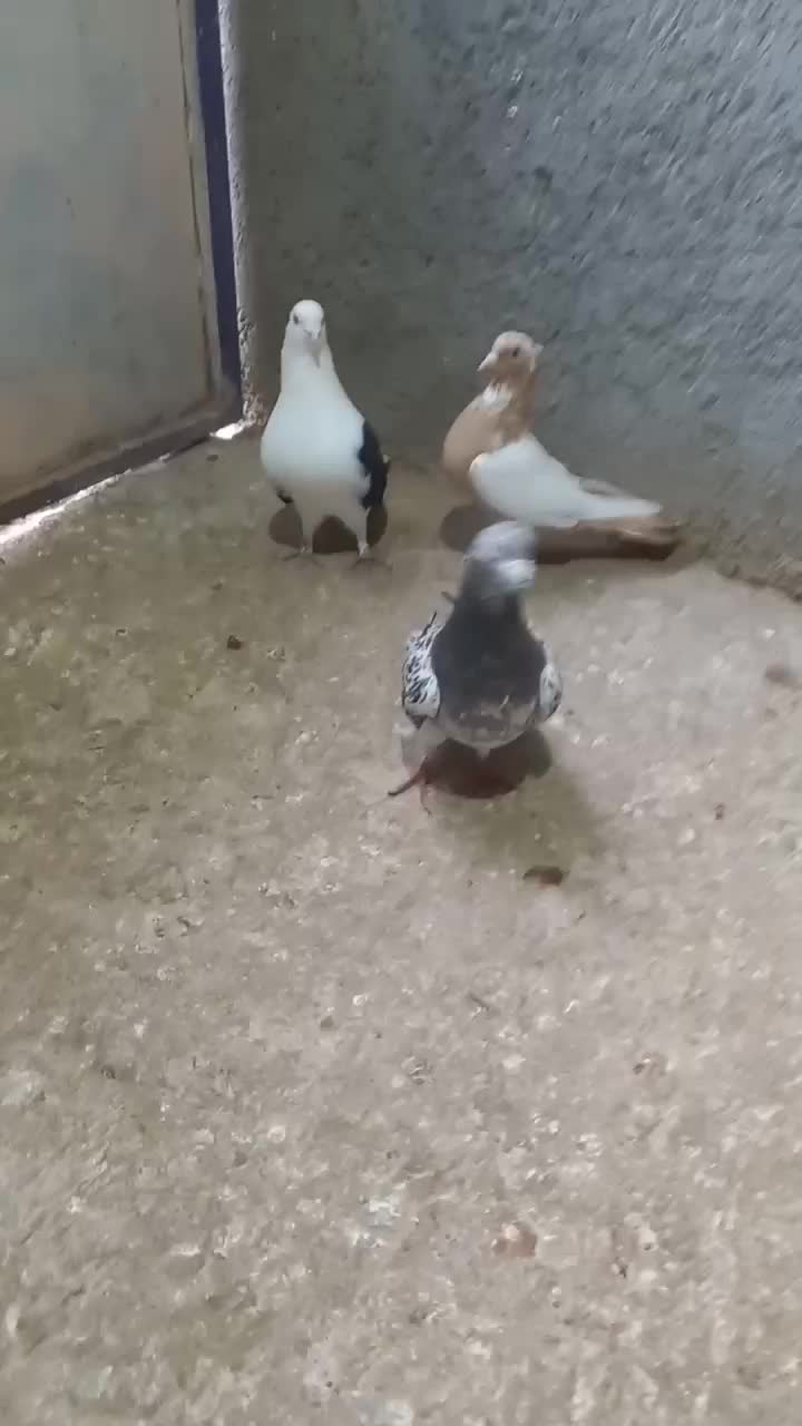 کبوتر رنگی|پرنده|اسفرورین, |دیوار