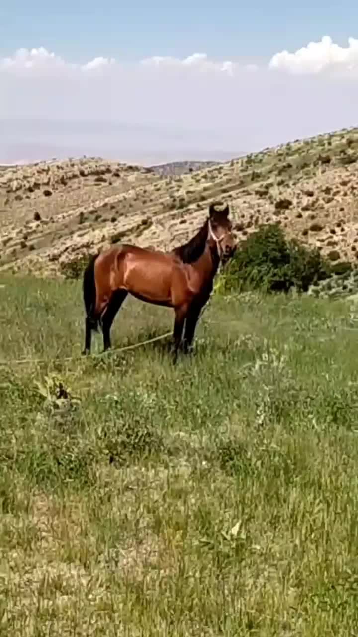 اسب|اسب و تجهیزات اسب‌سواری|سملقان, |دیوار