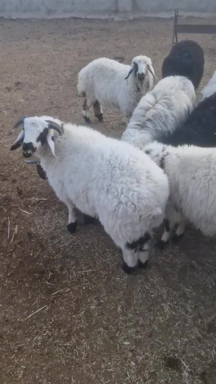 بره صادراتی|حیوانات مزرعه|سرچهان, |دیوار