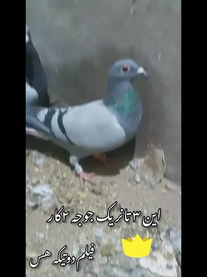 ۷کفتر پروازی درست کله دنگ|پرنده|قائن, |دیوار