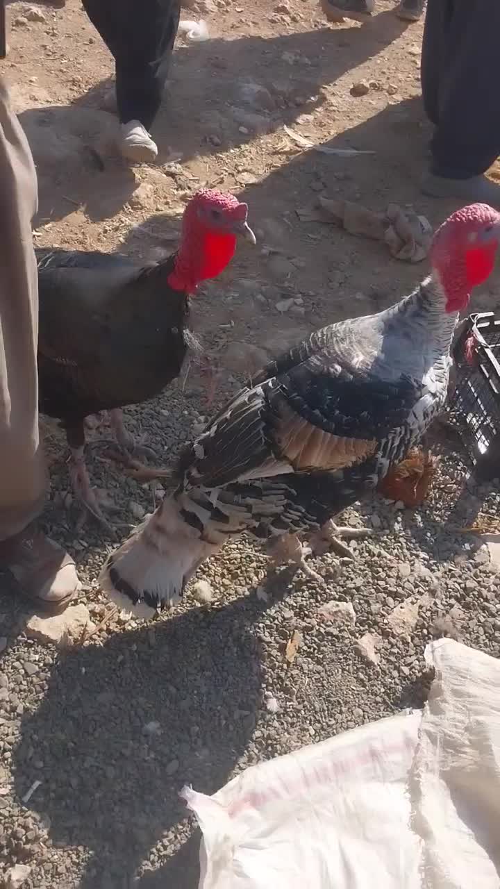 ۶عدد‌دوسال‌محلی|حیوانات مزرعه|بوکان, |دیوار