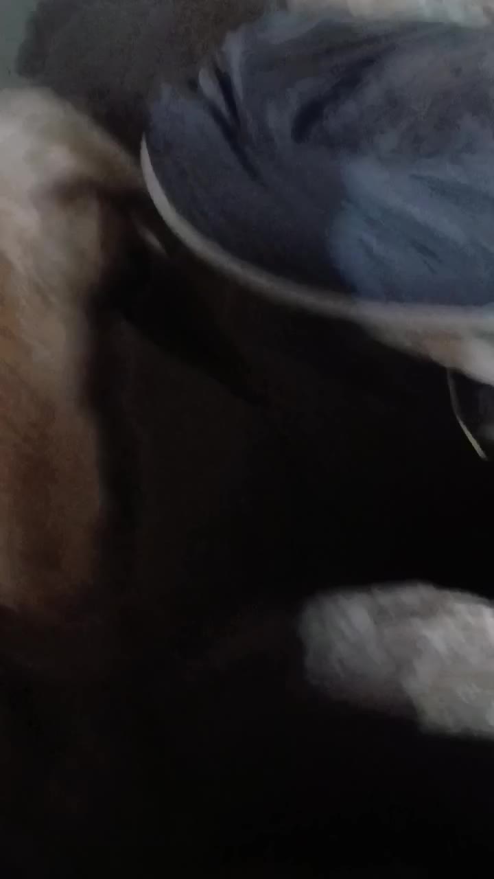 قوچ سنجابی|حیوانات مزرعه|سرپل ذهاب, |دیوار