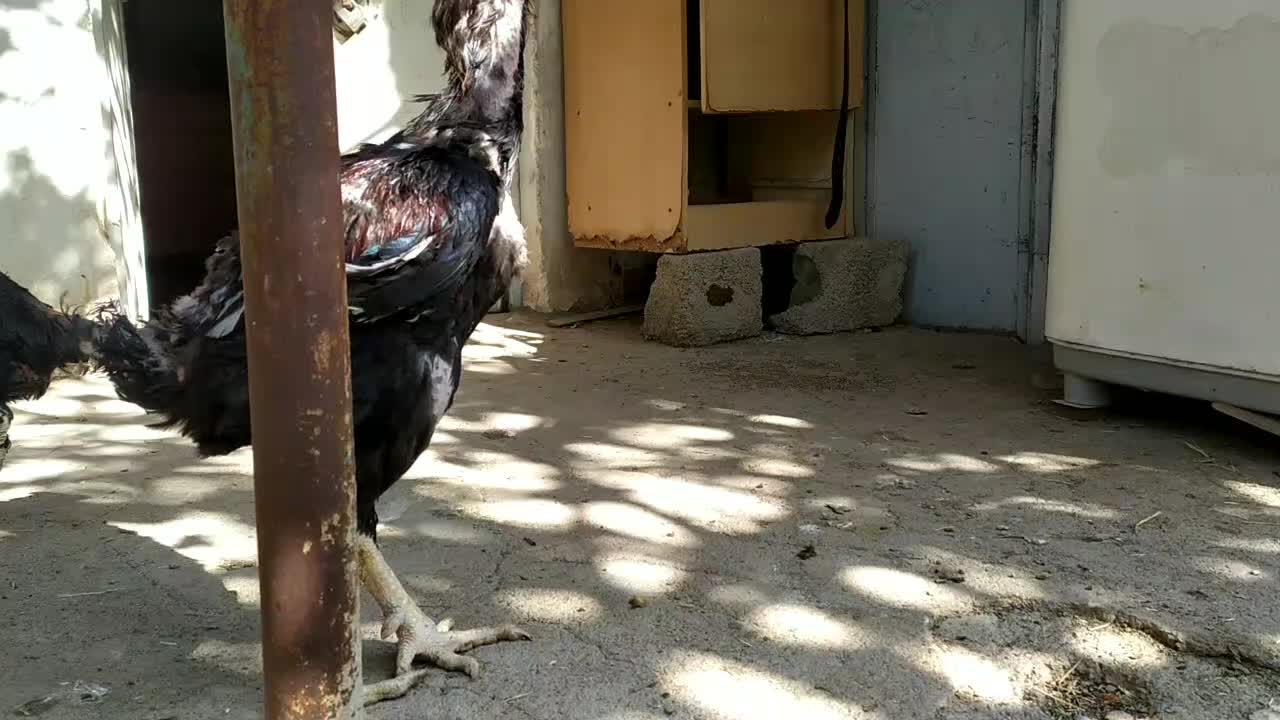 یک ست لاری دانگ بالا سلامت|حیوانات مزرعه|هشتگرد, خور|دیوار