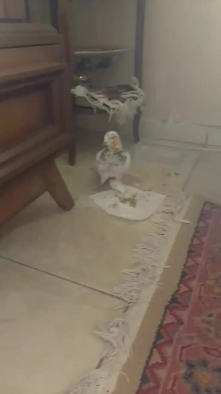 کبوتر سینه دم سیاه|پرنده|پرند, فاز ۵|دیوار