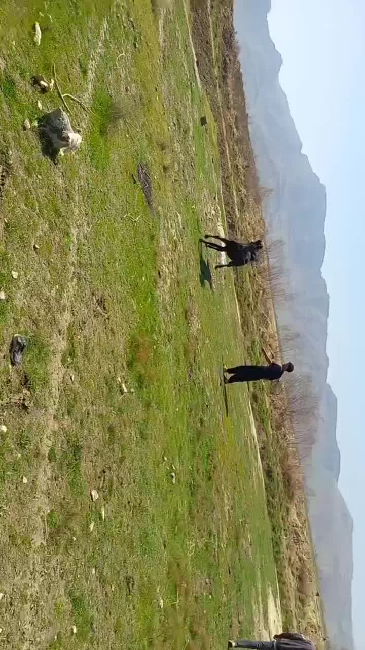 اسب|اسب و تجهیزات اسب‌سواری|خفر, |دیوار