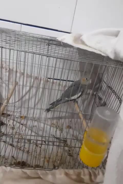 عروس هلندی|پرنده|دلیجان, |دیوار