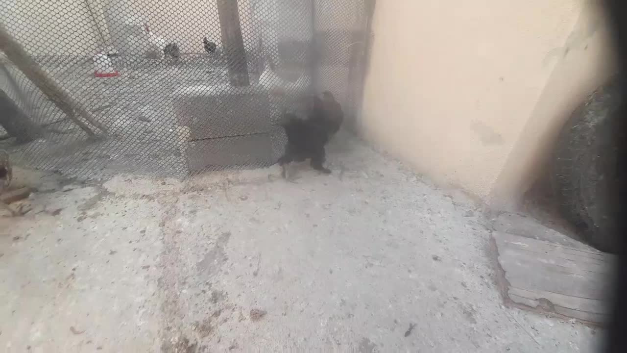 مرغ|پرنده|دهدشت, |دیوار