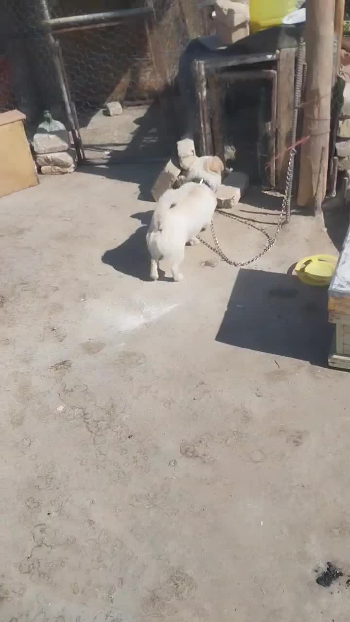 سگ پاپی اشپیتز|سگ|پیر بکران, |دیوار