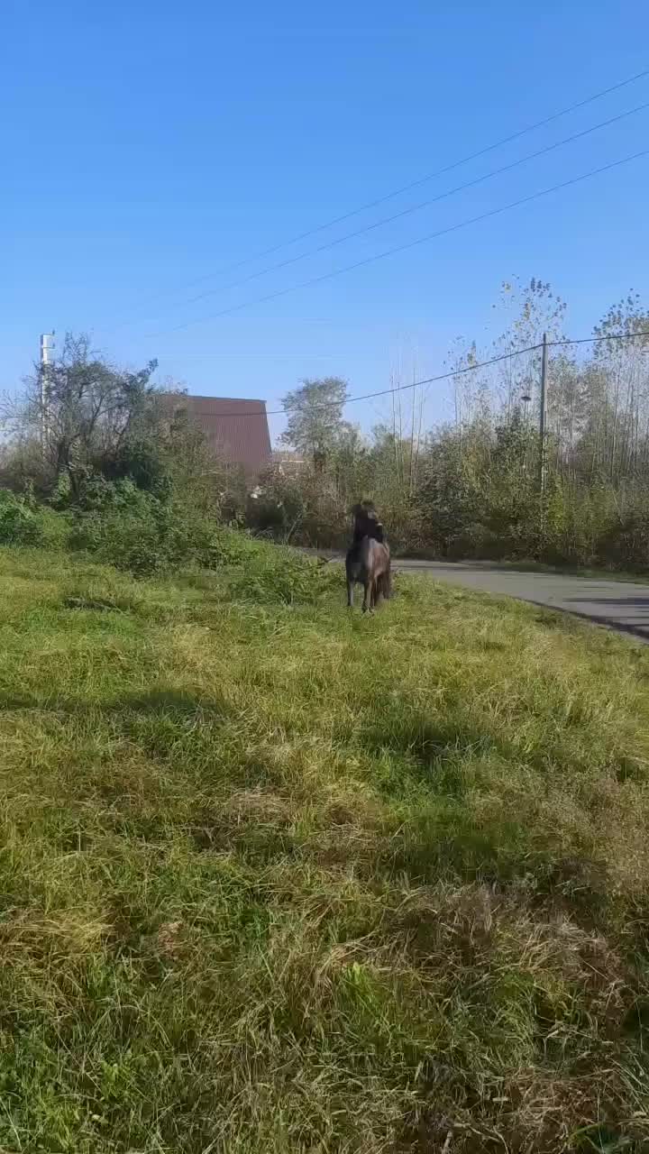 اسب مشکی سرعتی|اسب و تجهیزات اسبسواری|لاهیجان, آهندان|دیوار