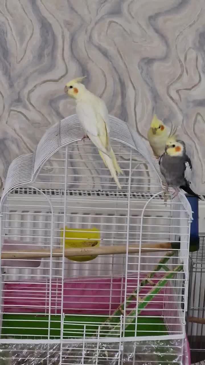 عروس هلندی|پرنده|سهند, |دیوار