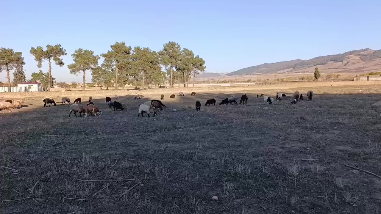 گوسفند وبز|حیوانات مزرعه|کلاله, |دیوار