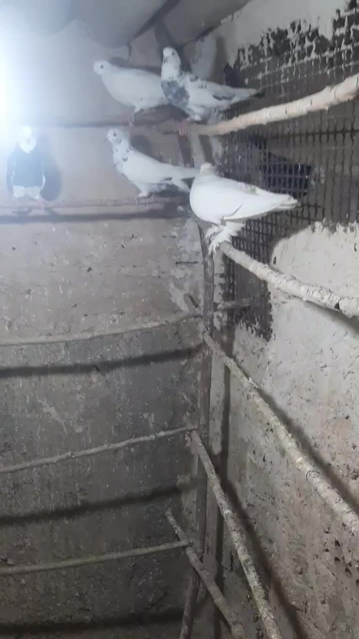 ۱۲تا کبوتر|پرنده|قرچک, داوود آباد|دیوار