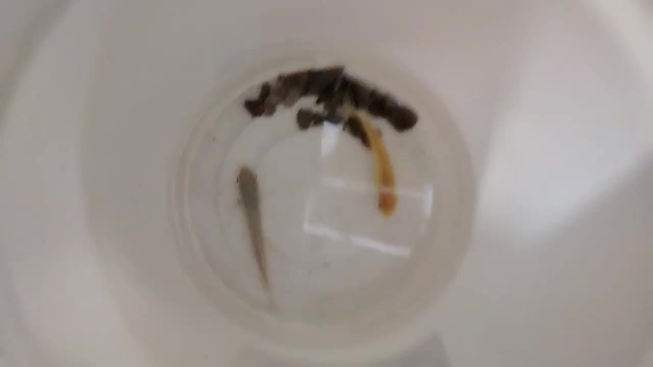 دو ماهی|ماهی|اردکان, |دیوار