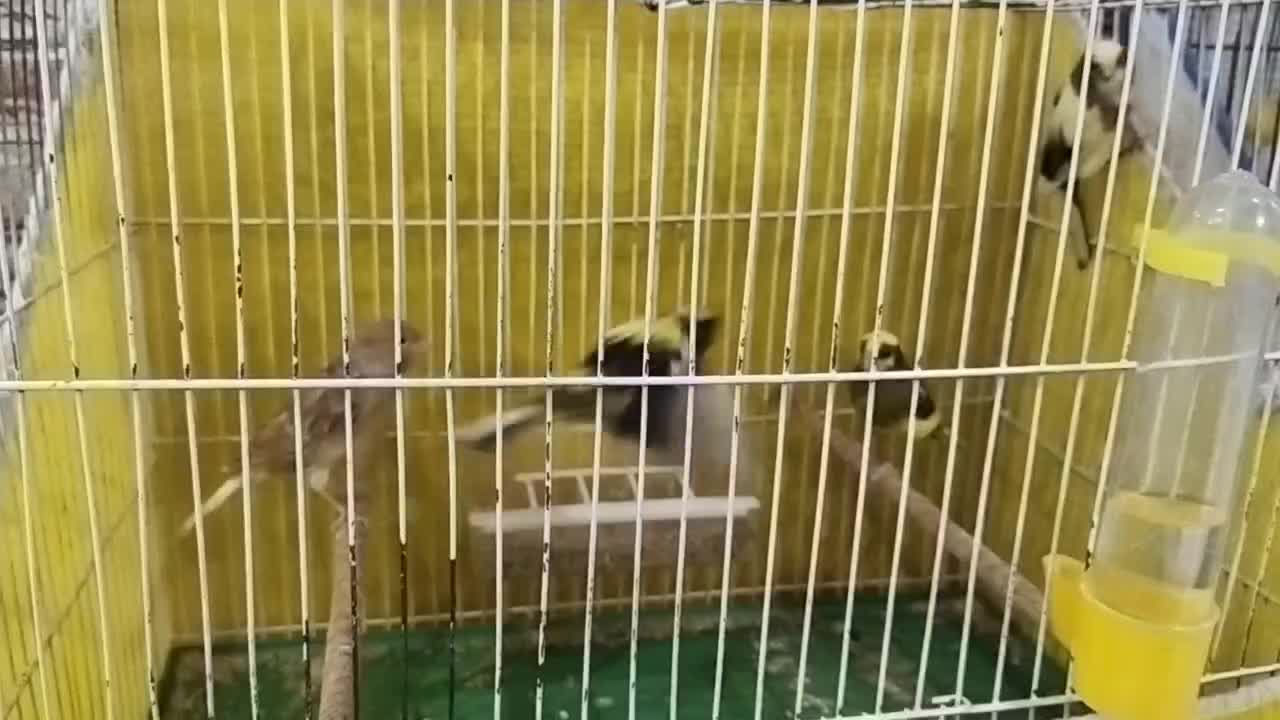 ماده سفید بالغ و تعدادی نر سفید سالم و سرحال|پرنده|یزد, |دیوار