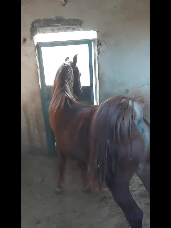 نریون سر و دمگیر کره سهیل حیدر|اسب و تجهیزات اسبسواری|خوانسار, |دیوار