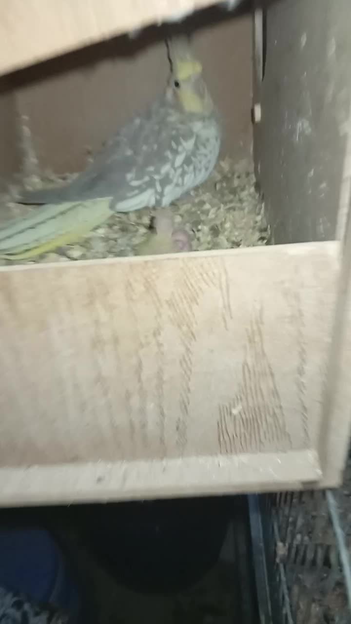 یک جفت عروس هلندی مولد با جوجه|پرنده|کهریزک, |دیوار