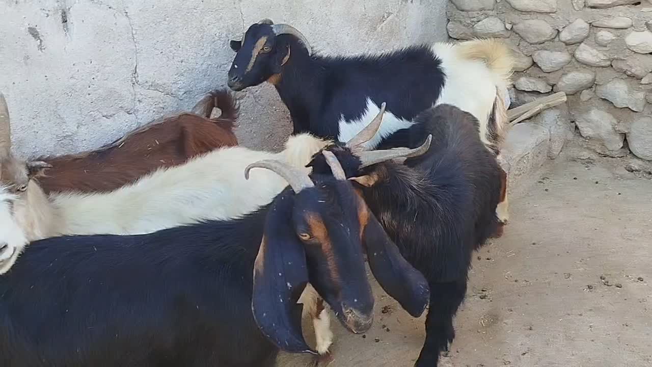 ۵ راس بز داشتی جوان و سنگین ( معاوضه با گاو)|حیوانات مزرعه|دهدشت, |دیوار