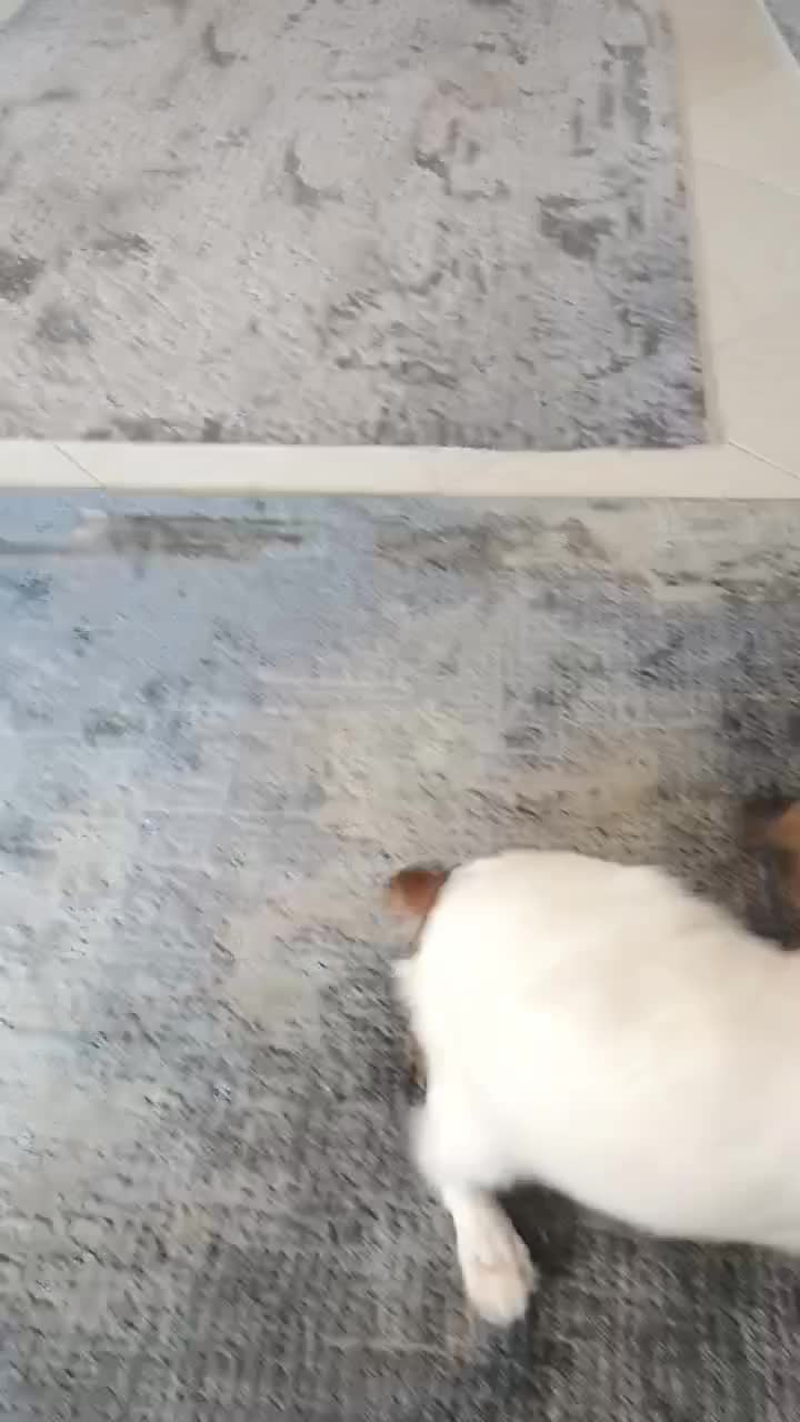 شیتزو مالتیز|سگ|پردیس, فاز ۳|دیوار